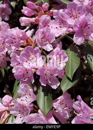 Il vivido colore rosa di questi fiori di azalea in bright sole primaverile in contrasto con te dark, cerose foglie. Foto Stock
