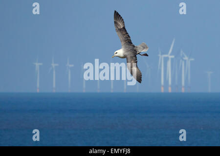 Fulmar Fulmarus glacialis in volo e offshore wind farm Hunstanton Norfolk Foto Stock