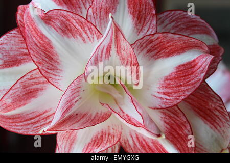 Amaryllis o Amaryllidaceae Foto Stock
