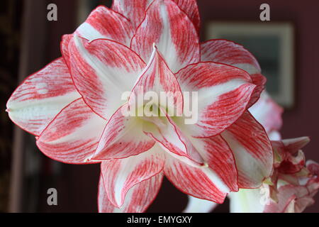 Amaryllis o Amaryllidaceae Foto Stock