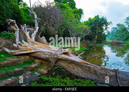 Albero caduto Foto Stock