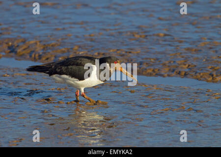 Oystercatchers Haematopus ostralegus alimentare come marea si ritira Foto Stock