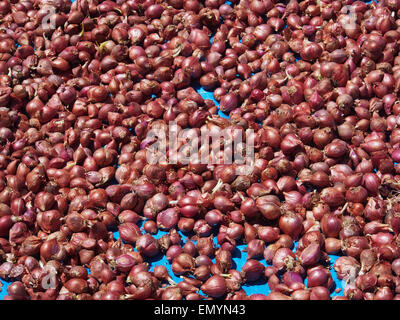 Wamena, Indonesia - 23 Gennaio 2015: Bulbi da fiore essiccazione al sole Foto Stock