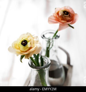 Ranunculus in un pallido giallo e arancione Foto Stock