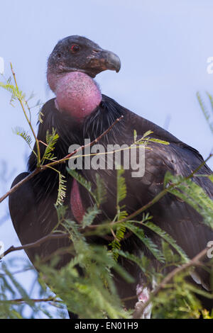 Close up di un California Condor captive in uno zoo Foto Stock