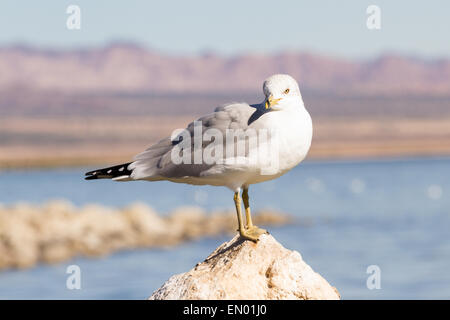 Un gruppo di gabbiani seduta sul erodendo e lago di asciugatura letto del Salton Sea in California Foto Stock