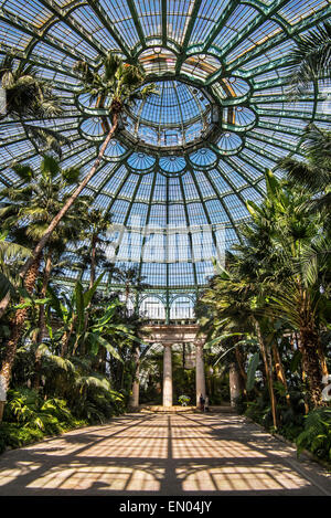 Le palme nel Jardin d'hiver presso le Serre Reali di Laeken in stile Art Nouveau, progettato da Alphonse Balat, Belgio Foto Stock