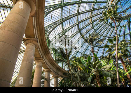 Le palme nel Jardin d'hiver presso le Serre Reali di Laeken nel parco del Palazzo Reale di Laken, Bruxelles, Belgio Foto Stock