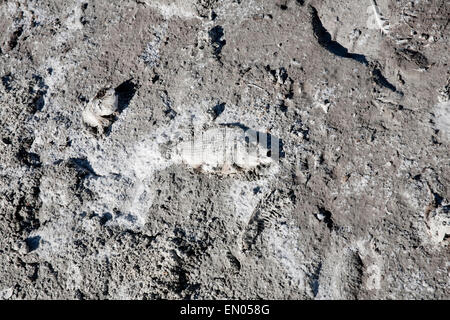 Le ossa e corpi di pesci morti stanno iniziando a fossilize in pesantemente salati sabbia sulle spiagge del Salton Sea. Foto Stock