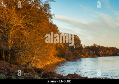 Amante di camminare accanto al fiume Dee a Culter, Aberdeen Aberdeenshire, Scozia. Foto Stock