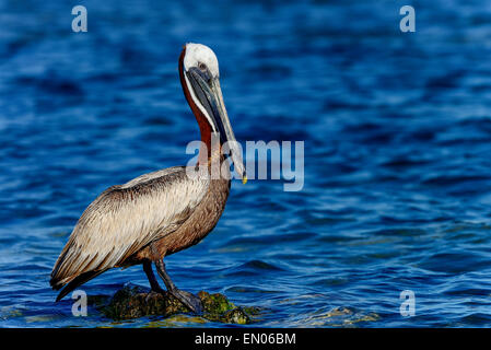 Brown pelican, Florida Keys Foto Stock