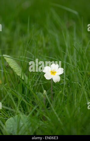Primula vulgaris. Wild Primrose fiore in erba lunga Foto Stock