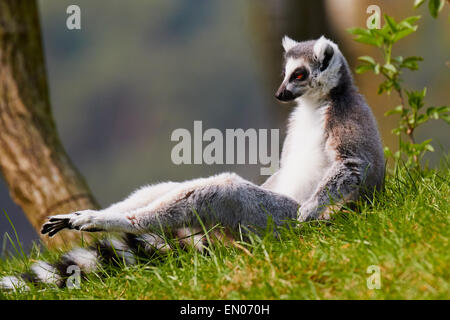 Anello di relax-tailed lemur giacente in erba tenendo i piedi appena al di sopra del terreno Foto Stock