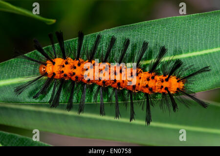 La polka-dot wasp moth, Big Pine Key Foto Stock