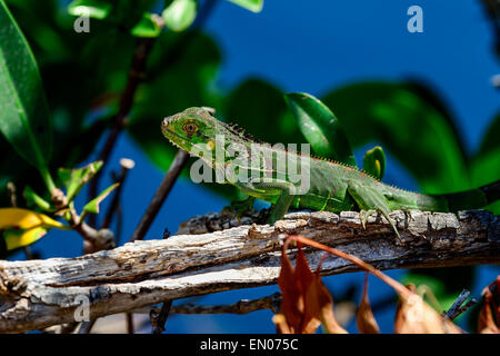 Iguana verde, Big Pine Key Foto Stock