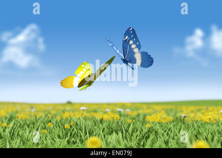 Due farfalle sul verde del campo di erba Foto Stock