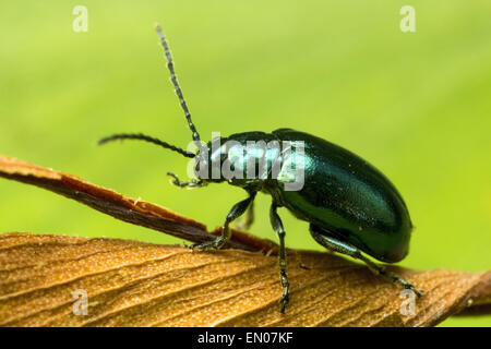 Verde metallizzato, flea beetle. Essi sono chiamati altiche perché utilizzano le loro zampe posteriori per passare a grandi distanze. Foto Stock
