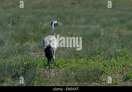 Crane-Grus grus. W.W.T, Slimbridge, Gloucestershire, England, Regno Unito Foto Stock