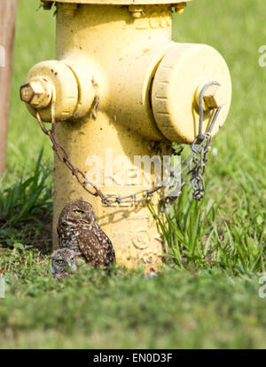 Scavando il gufo con un bambino Foto Stock