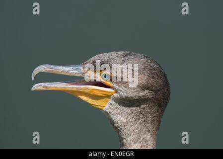 Un bambino doppia di cormorani crestato Foto Stock