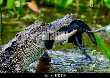 Il coccodrillo americano, viera zone umide Foto Stock