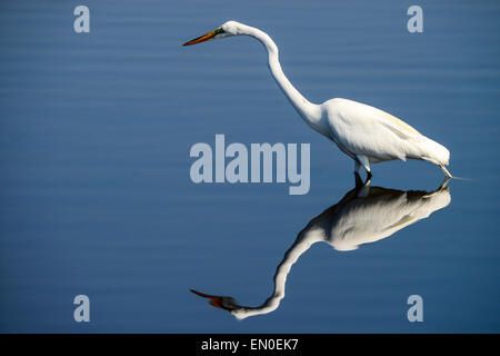 Airone bianco maggiore, Merritt-isola Foto Stock