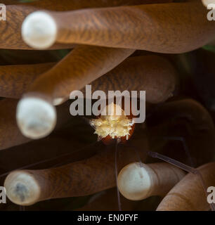 Funghi gamberi di corallo nascosto in un fungo coral Foto Stock