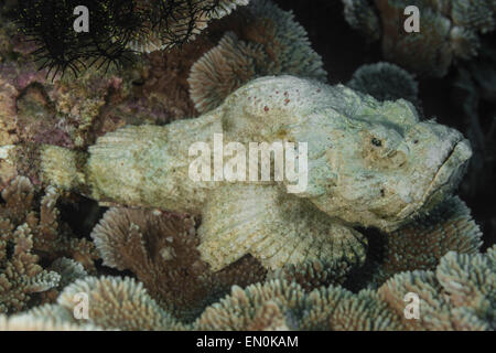 Diavolo scorfani poggiante su un corallo Foto Stock