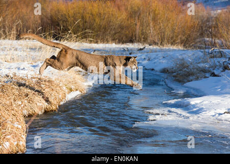 Mountain Lion (Felis concolor) saltare in aria per attraversare il fiume in inverno Foto Stock