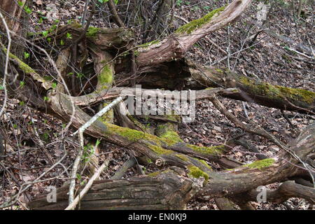 Rotto vecchi alberi di quercia giaceva sul terreno nel bosco selvatico Foto Stock