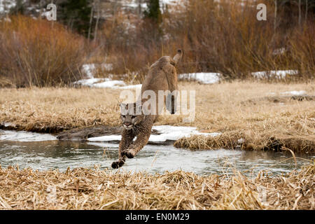 Mountain Lion (Felis concolor) saltare in aria per attraversare il fiume in inverno Foto Stock