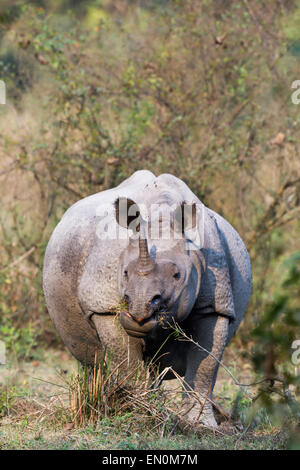 In via di estinzione di un corno di rinoceronte o rinoceronte unicornis presso il Parco Nazionale di Kaziranga, Assam, India Foto Stock