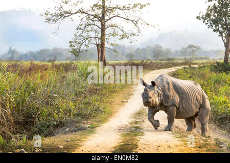 In via di estinzione di un corno di rinoceronte o rinoceronte unicornis attraversando la strada presso il Parco Nazionale di Kaziranga, Assam. Foto Stock