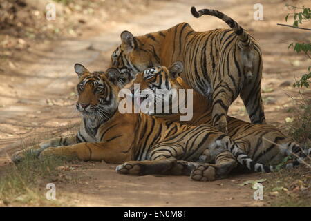Royal tigre del Bengala con cuccioli seduti sulla pista forestale di Ranthambhore Naitonal Park in Rajasthan Foto Stock