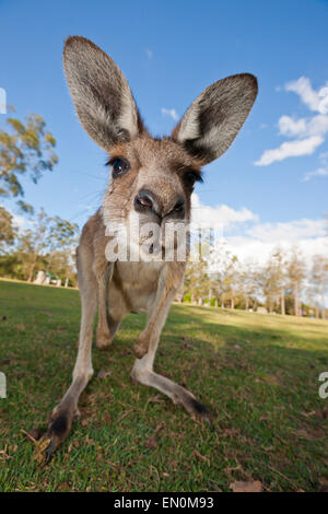 Grigio orientale canguro, Macropus giganteus, Brisbane, Australia Foto Stock