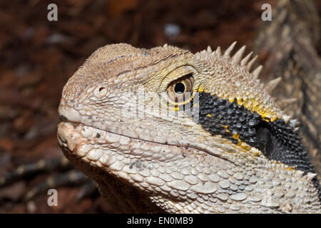 Orientale acqua australiano Dragon, Physignathus lesueurii lesueurii, Brisbane, Australia Foto Stock