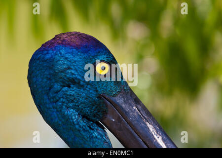 Nero-colli, Stork Ephippiorhynchus asiaticus, Queensland, Australia Foto Stock