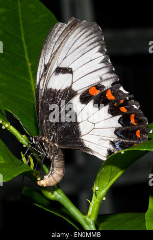 Frutteto femmina Butterfly Papilio aegeus aegeus, Queensland, Australia Foto Stock