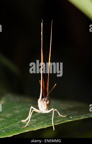 L incrociatore Butterfly, Vindula arsinoe, Queensland, Australia Foto Stock