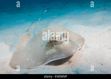 Kuhls Stingray, Neotrygon kuhlii, della Grande Barriera Corallina, Australia Foto Stock