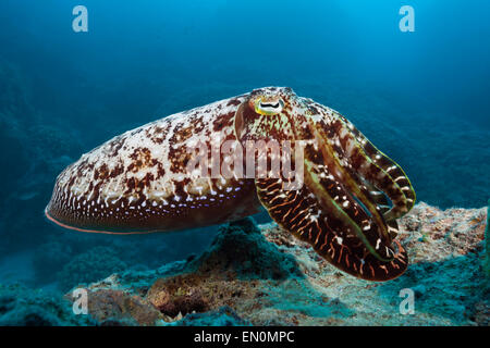 Broadclub Le Seppie Sepia latimanus, della Grande Barriera Corallina, Australia Foto Stock
