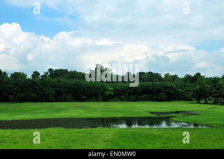 Laghetto nel mezzo di un campo verde Foto Stock