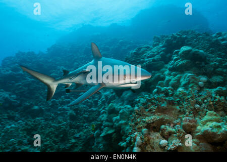 Grey Reef Shark Carcharhinus amblyrhynchos, Osprey Reef, Coral Sea, Australia Foto Stock