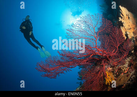 Scuba Diver sulla barriera corallina, Osprey Reef, Coral Sea, Australia Foto Stock