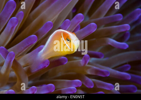 Rosa, anemonefish Amphiprion perideraion, della Grande Barriera Corallina, Australia Foto Stock