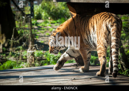 Tigre siberiana Foto Stock
