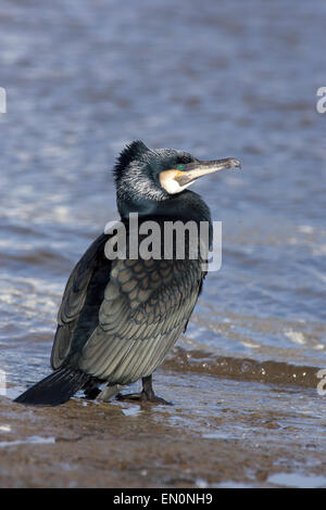 Cormorano Phalacrocorax carbo sinensis, adulti in allevamento piumaggio permanente al bordo d'acqua, Galway, Eire. Foto Stock