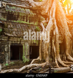 Albero gigante che copre Ta Prom tempio, Siem Reap, Cambogia Foto Stock