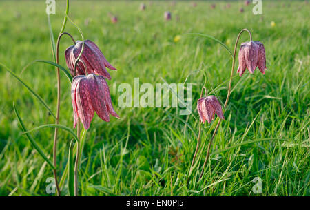 Snake in testa - Fritillary Fritillaria meleagris fiori rari in acqua Prato Foto Stock