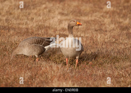 Coppia di oche Graylag alimentare sulla brughiera Foto Stock